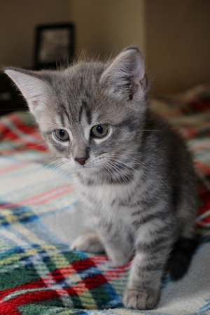 kittenの写真素材