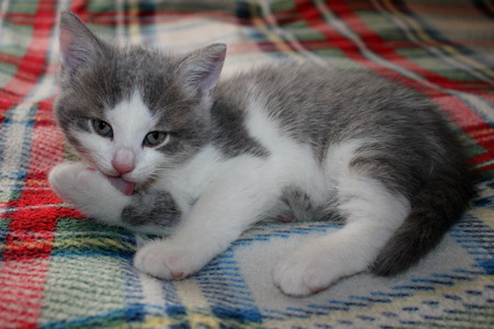 kittenの写真素材