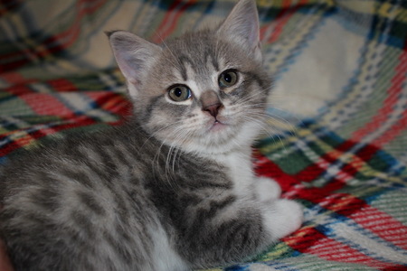 kittenの写真素材