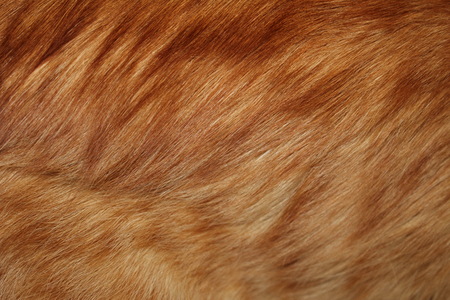 red furの写真素材