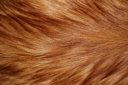 red furの写真素材