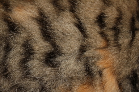 Gray fur with red spotsの写真素材