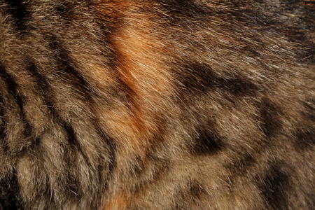 Gray fur with red spotsの写真素材