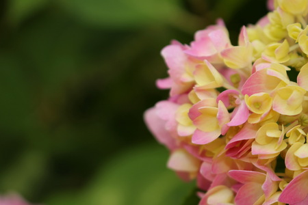 hydrangeaの写真素材