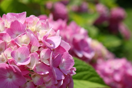 hydrangeaの写真素材