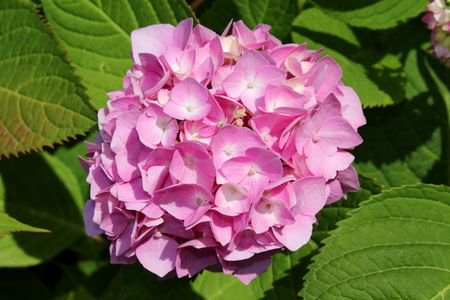 hydrangeaの写真素材