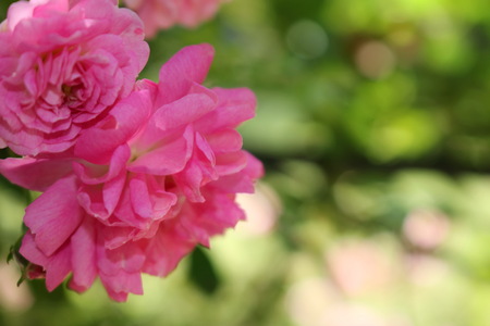 pink roseの写真素材