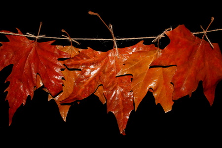 autumn leavesの写真素材