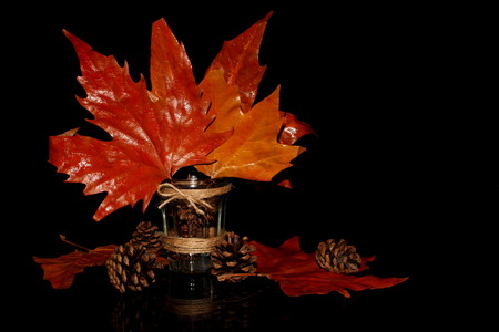 autumn leavesの写真素材
