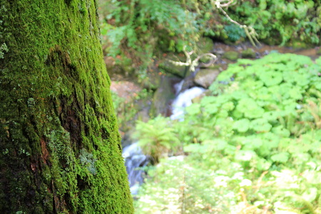 mountain riverの写真素材