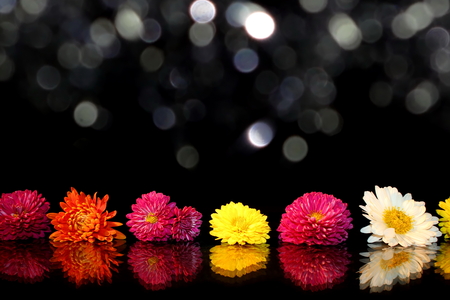 aster flowers on a black backgroundの写真素材