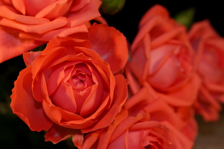 Roseの写真素材