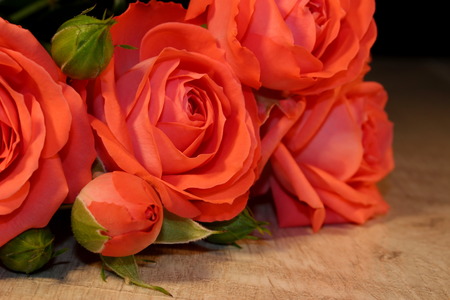 Fresh rose in closeup shotの写真素材