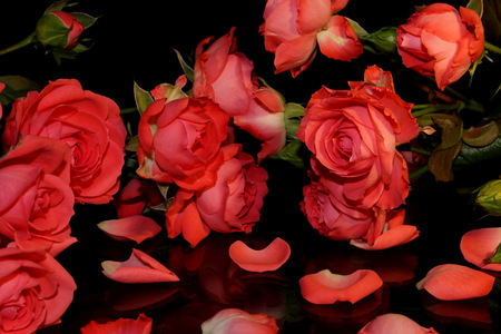 Petalの写真素材
