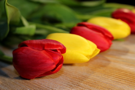 tulips