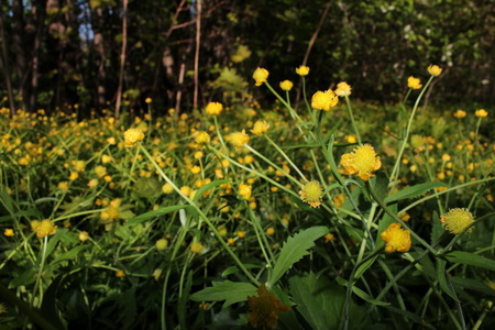 buttercupの写真素材