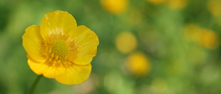 buttercup