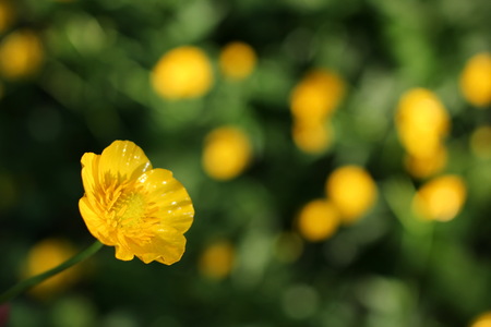buttercupの写真素材
