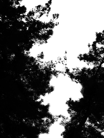 treesの写真素材