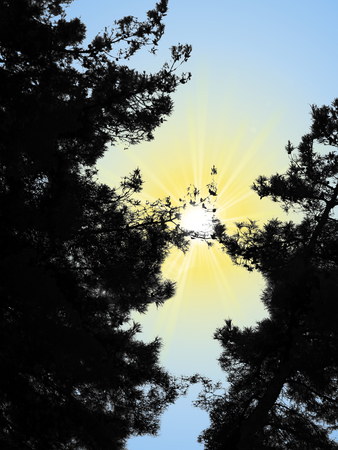 treesの写真素材