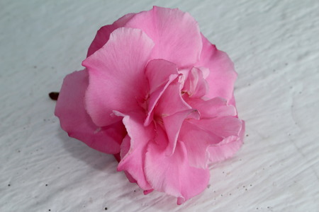 roseの写真素材