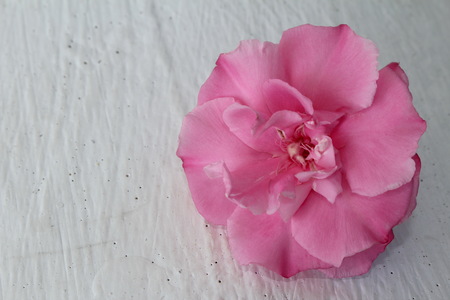 roseの写真素材