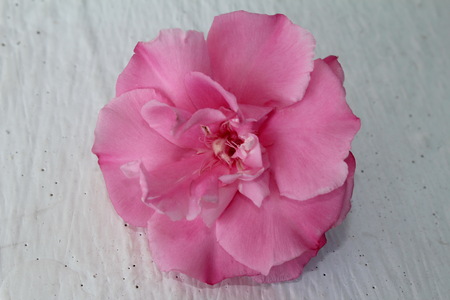 roseの写真素材