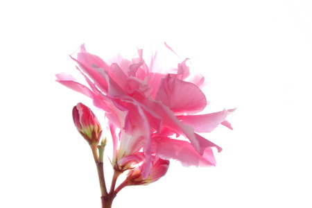 roseの写真素材