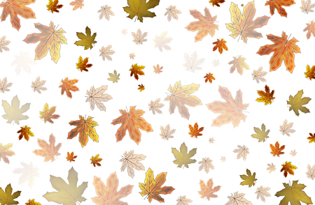 autumn leaveの写真素材