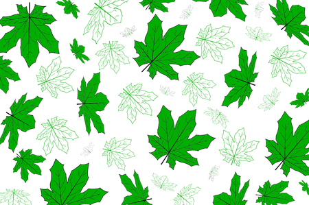 maple leavesの写真素材