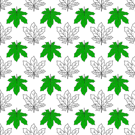 maple leavesの写真素材
