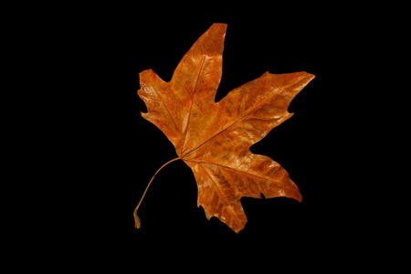 autumn leaveの写真素材