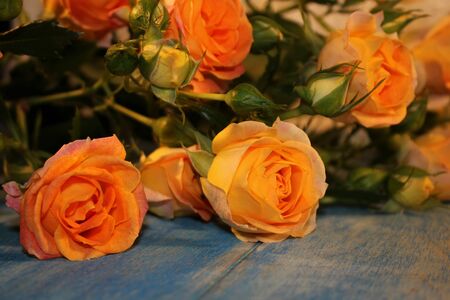 roseの写真素材