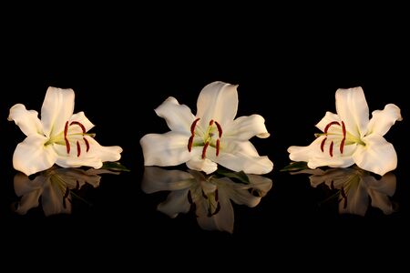 white lilyの写真素材