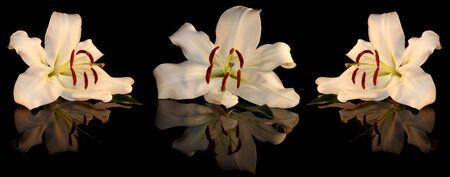 white lilyの写真素材
