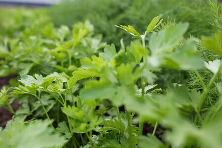 dill and parsleyの写真素材