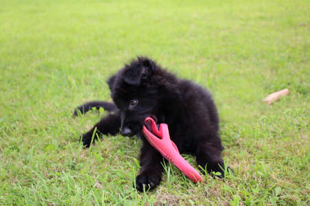 German shepherdの写真素材