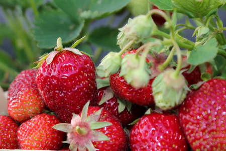 strawberryの写真素材