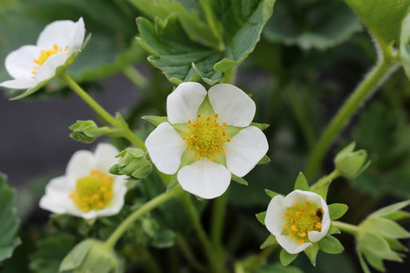 beautiful strawberry bushes that bloom with white flowersの写真素材