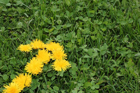beautiful arrow of dandelions on the green grassの写真素材