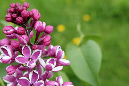 beautiful purple lilac in the garden, on a green blurred backgroundの写真素材