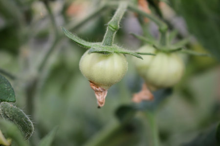 beautiful green tomatoes are hanging on a branchの写真素材