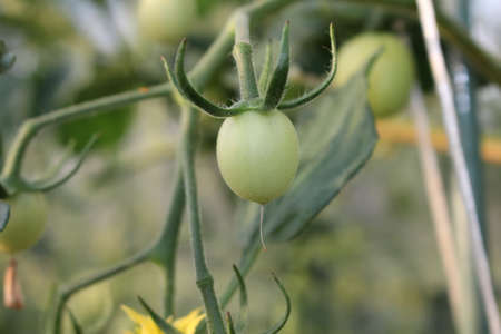beautiful green tomatoes are hanging on a branchの写真素材