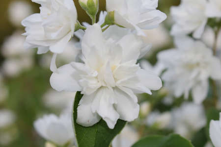 beautiful jasmine bush with white flowers on a blurry backgrounの写真素材