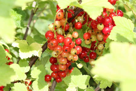 beautiful red currant bush growing in the gardenの写真素材