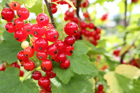 beautiful red currant bush growing in the gardenの写真素材