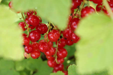 beautiful red currant bush growing in the gardenの写真素材