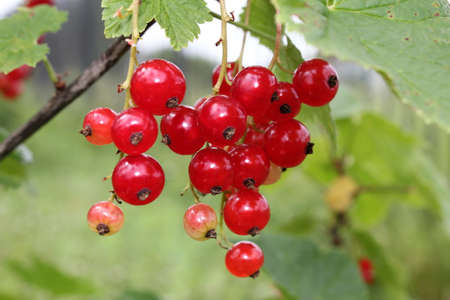 beautiful red currant bush growing in the gardenの写真素材