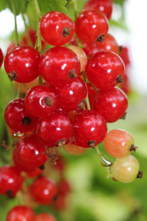 beautiful red currant bush growing in the gardenの写真素材