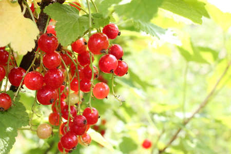 beautiful red currant bush growing in the gardenの写真素材